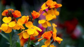 Green Fingers: Add some autumn colour to your  garden  