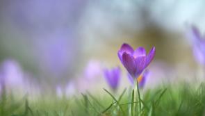 Schools across Ireland encouraged to commemorate the children of the Holocaust