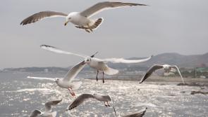 Concerns over record levels of Bird Flu as millions of birds are culled