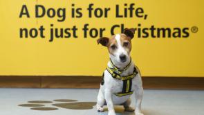 'Overwhelming list of dogs waiting to come into our care' - Unwanted dog crisis deepens in Ireland