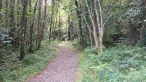 Report shows billion Euro value of forestry industry to economy