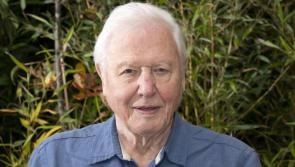 'The stories are limitless' - Netflix reveals new 'stunning' nature documentaries