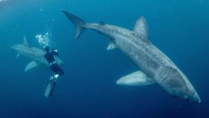 New underwater series featuring extraordinary footage by Irish cameraman to air on RT&Eacute;