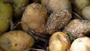 Culture Minister urges Irish schools to observe minute of silence for Great Famine victims