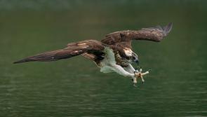 Bird of prey which became extinct in Ireland to be reintroduced this summer 