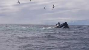 Watch: Three humpback whales feeding together off Irish coast
