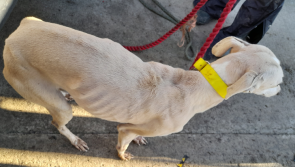 Tipperary man banned from owning dogs for 10 years after ISPCA seizes 17 animals