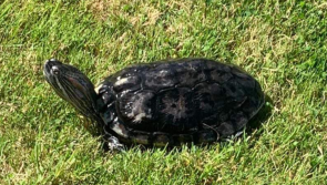 Ukrainian family living in remote Irish village 'desperate' to find lost turtle