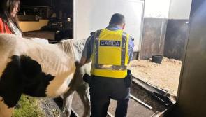 'Disorientated' horse gets rescued by garda&iacute;