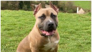 New laws to clampdown on  'cruel practice' of cropping dogs ears 