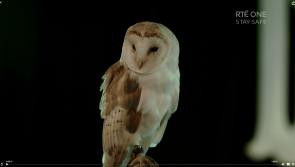 Landing: RT&Eacute; teases return of the owl ahead of new season 