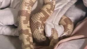 'Shake out your sheets' - Woman finds snake in bed and brings it to Garda station