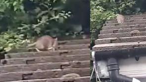 WATCH: Irish woman describes nightmare of living with cat-sized 'rats on steroids'