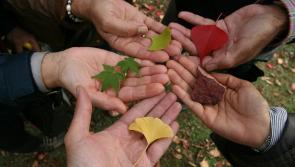 Dozens of Irish NGOs receive over &euro;1 million funding for anti-racism projects