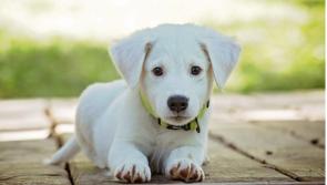 Social reacts: Pictures - tributes paid to pets on World Animal Day