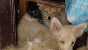 Elderly woman whose nine dogs were found in room 'full of faeces' gets 10 month sentence