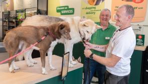New campaign launched to help rescue and rehome Irish husky dogs