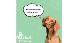 Weekly Wag - Building confidence in dogs
