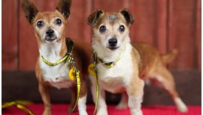 Elderly dogs thrown from moving  car as animal charity is overwhelmed with abandoned pets