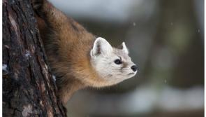 Dublin Zoo launches new survival centre to conserve Irish wildlife 