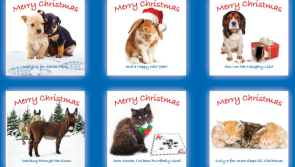 Irish animal charity releases Christmas cards featuring rescued animals