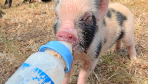 'We are seriously struggling' - My Lovely Horse Rescue seeks donations for running costs