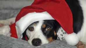 Irish dog lovers launch Christmas fundraiser to help 'drowning' animal charities