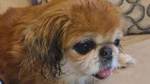 'Owners left her tied to a pole' - Dog abandoned at Dublin Airport finds new home