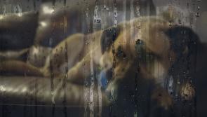 'Please keep pets indoors' - Animal rescue issues warning to pet owners as storm continues