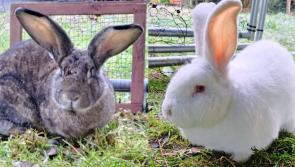 Irish animal rescue seeks loving forever homes for two giant rabbits