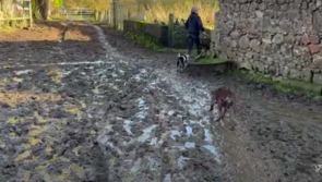 Sinking vegan sanctuary seeks donations to help pay for emergency relocation