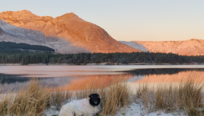 PICTURES: The best photos of beautiful Ireland covered in snow