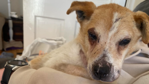 &nbsp;APPEAL: Deaf and blind elderly dog found in 'terrible' condition needs end-of-life home
