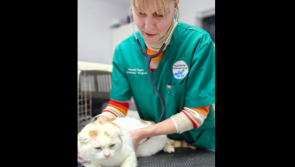 Angry pet lovers suggest cat dumped in tied coal bag was stolen by 'malicious neighbour'