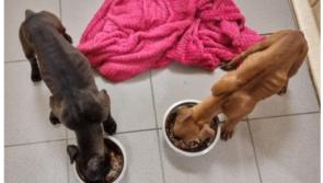 Malnourished puppies rescued from bog as charity sees 400 dogs surrendered since Christmas