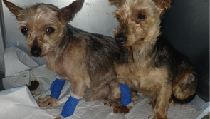 Yorkshire Terriers found in horrendous conditions were 'used for breeding' - ISPCA
