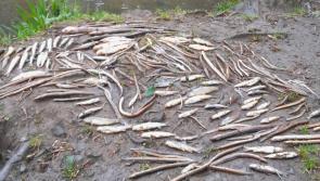Uisce &Eacute;ireann fined over major fish kill on Clare river following sludge discharge