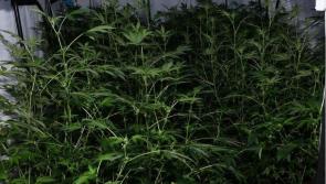 Hundreds of cannabis plants seized as gardai raid 'large scale' growhouse in Donegal
