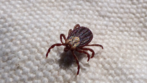 Irish motorists urged to check cars for signs of BUG infestations during cold weather