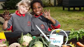 REVEALED: One third of Irish families are growing their food at home