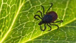 ALERT: Warning over 'spider-like' creatures in Ireland that could cause disease this summer