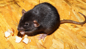 Limerick takeaway shut down by health inspectors due to 'grave and immediate danger'