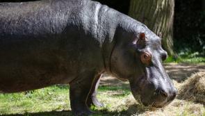 'Devastated' - Tragedy at Dublin Zoo as new hippo Ernie dies only two weeks after arrival