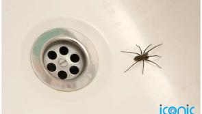 EXPLAINER: 8 simple ways to keep the spiders at bay this summer