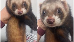 Bizarre incident as locals save ferret from crow attack on Irish main street