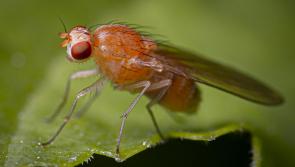 'Worst year to date' - Genius hack to get rid of fruit flies amid record invasion