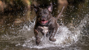 POLL: Should XL Bullies be banned in Ireland? 