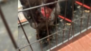 Shock as cat is set on fire 'by group of young people' before being rescued 