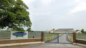 'Appalled' ISPCA demands justice for abused Irish racehorses slaughtered for meat