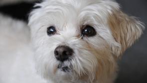 Ex-dog pound manager fined for illegally killing dogs via drugs in food 